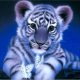 Tigris kölyök 40x50 számok szerinti festés kép