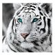 Fehér Tigris 30x40 cm 5D kör alakú gyémántszemes kirakó
